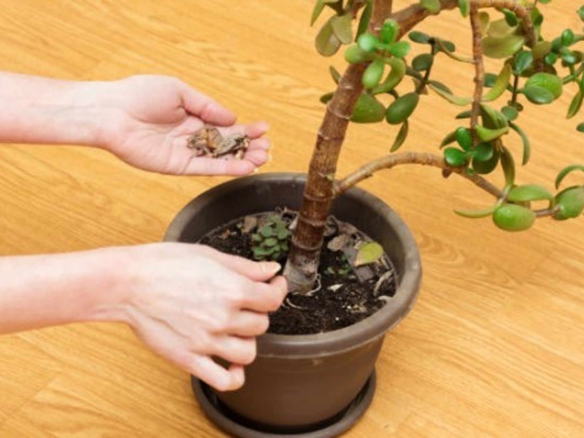 Árbol de jade.  Ideal para ponerlo en casa, cerca de la puerta./ Foto: iStock.